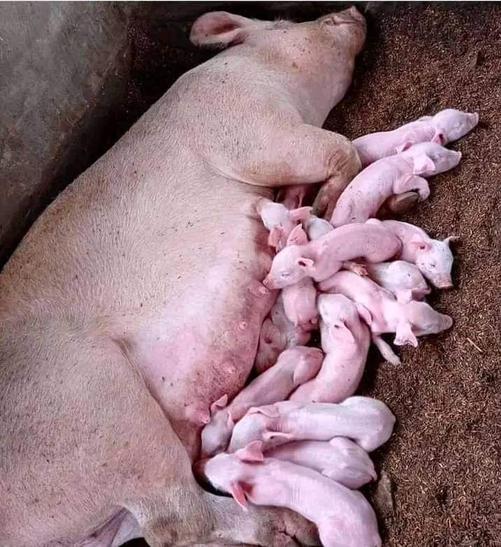 FB_IMG_1708772521905