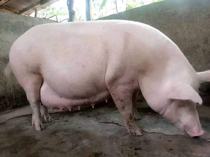 FB_IMG_1708772535880